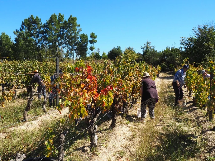 Pierre et Nathalie Allioux, vignerons de la Quinta Bretanha à Abrunhosa do Mato.